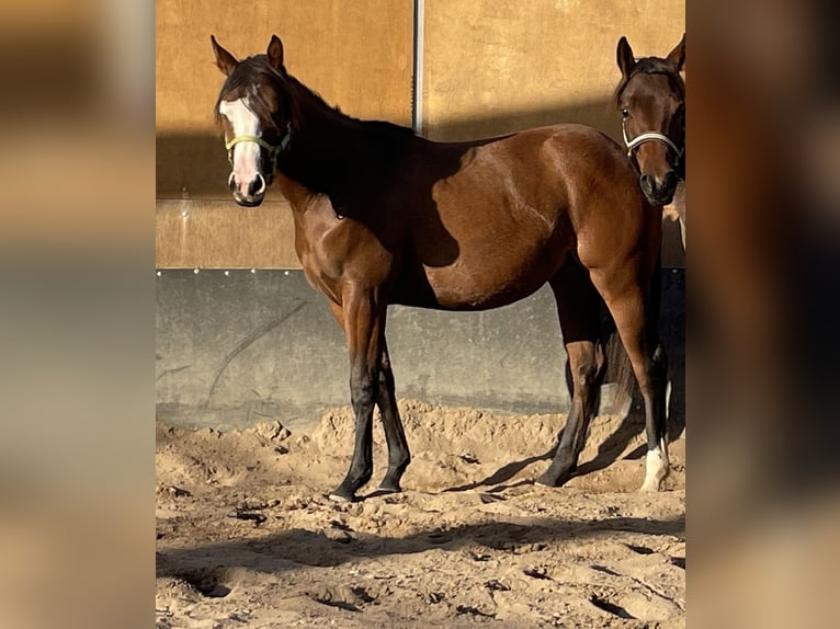 American Quarter Horse Giumenta 1 Anno 150 cm Baio in Stahnsdorf