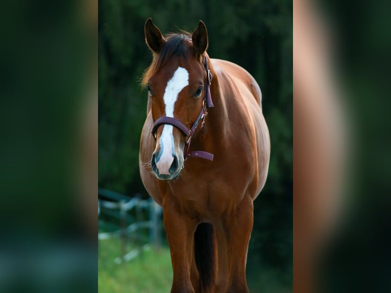 American Quarter Horse Giumenta 1 Anno 150 cm Baio in Soyen