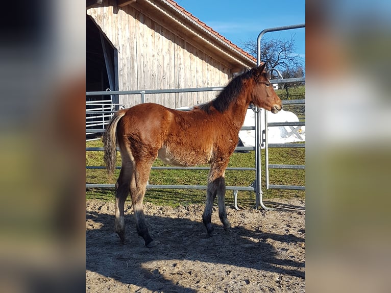 American Quarter Horse Giumenta 1 Anno 150 cm Baio in Rettenbach