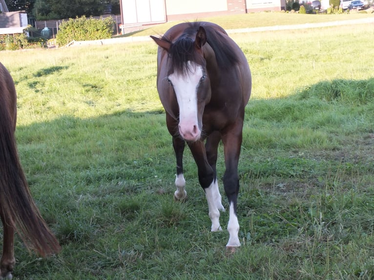 American Quarter Horse Giumenta 1 Anno 150 cm Baio in BEGIJNENDIJK