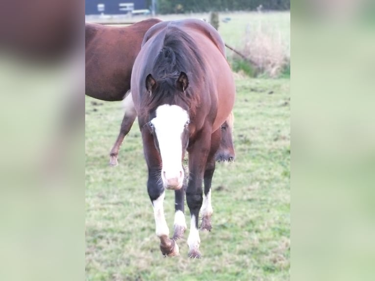 American Quarter Horse Giumenta 1 Anno 150 cm Baio in BEGIJNENDIJK