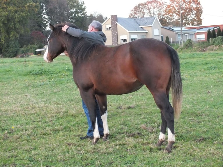 American Quarter Horse Giumenta 1 Anno 150 cm Baio in BEGIJNENDIJK