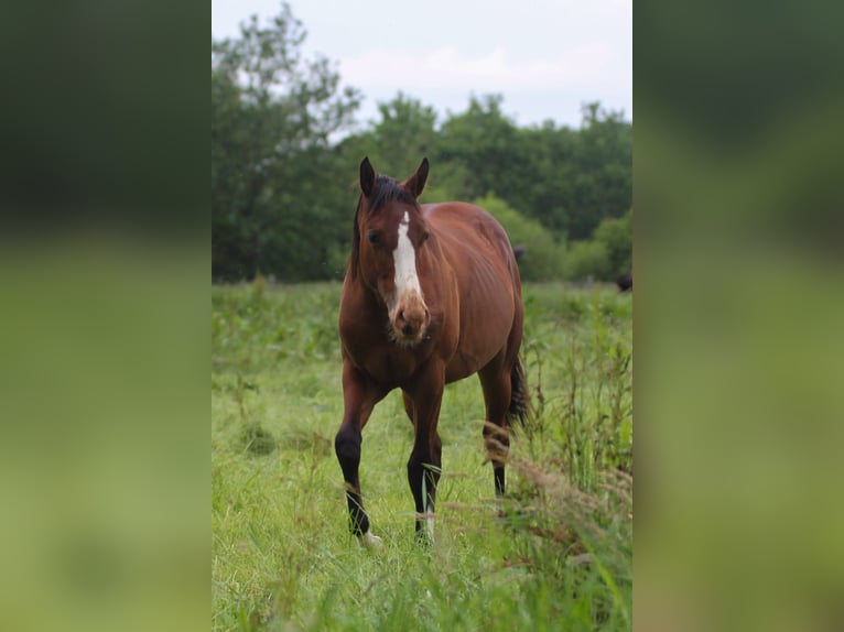 American Quarter Horse Giumenta 1 Anno 150 cm Baio in Celle