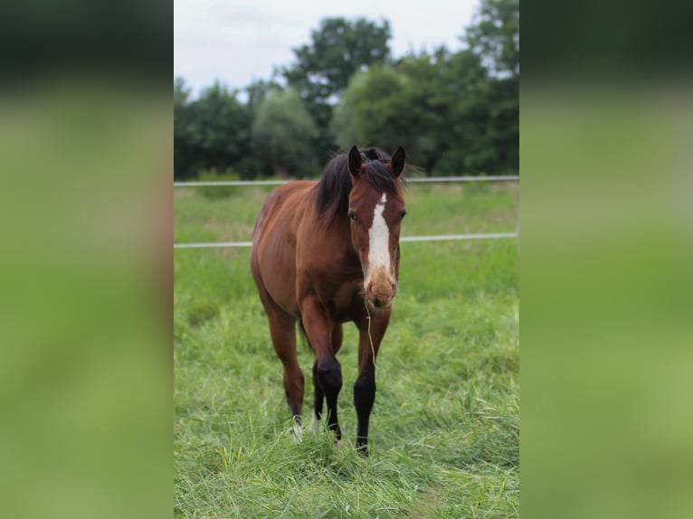 American Quarter Horse Giumenta 1 Anno 150 cm Baio in Celle