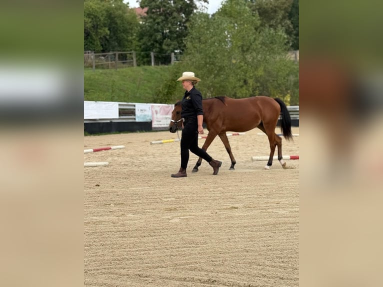 American Quarter Horse Giumenta 1 Anno 150 cm Baio in Kindelbrück