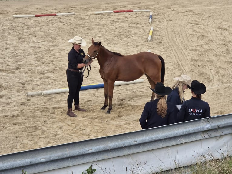 American Quarter Horse Giumenta 1 Anno 150 cm Baio in Kindelbrück