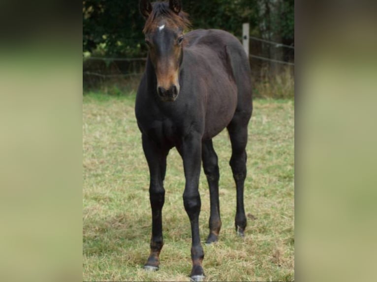 American Quarter Horse Giumenta 1 Anno 150 cm Baio scuro in Linsburg