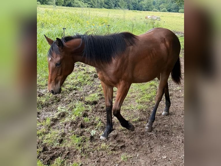 American Quarter Horse Mix Giumenta 1 Anno 150 cm  in Daleiden