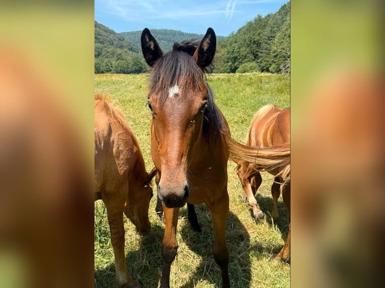 American Quarter Horse Mix Giumenta 1 Anno 150 cm  in Daleiden