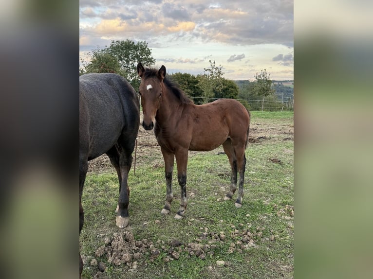 American Quarter Horse Mix Giumenta 1 Anno 150 cm  in Daleiden
