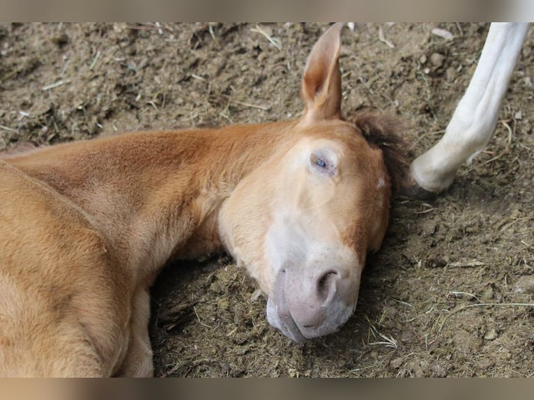 American Quarter Horse Mix Giumenta 1 Anno 150 cm Champagne in Waldshut-Tiengen