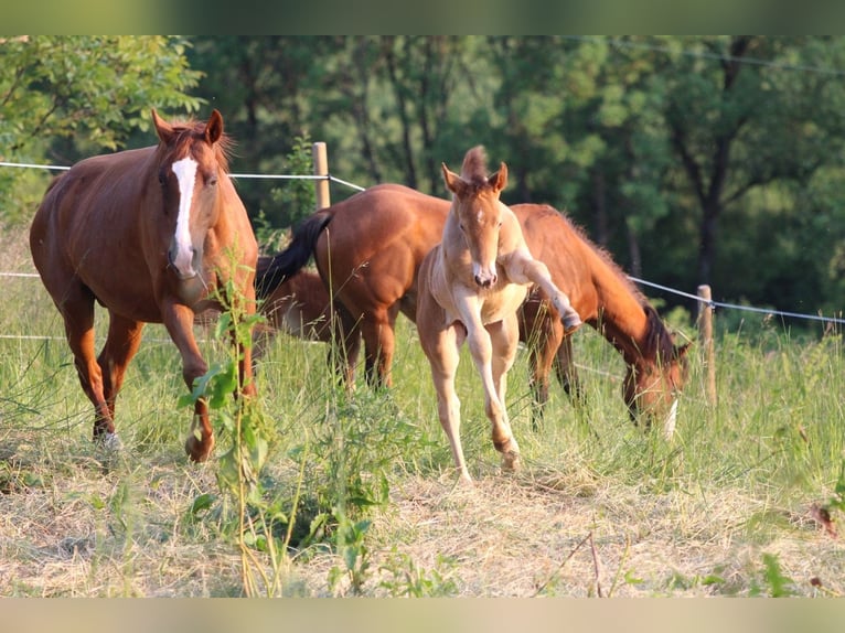 American Quarter Horse Mix Giumenta 1 Anno 150 cm Champagne in Waldshut-Tiengen