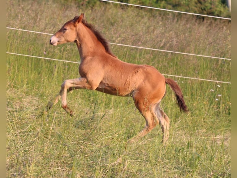 American Quarter Horse Mix Giumenta 1 Anno 150 cm Champagne in Waldshut-Tiengen