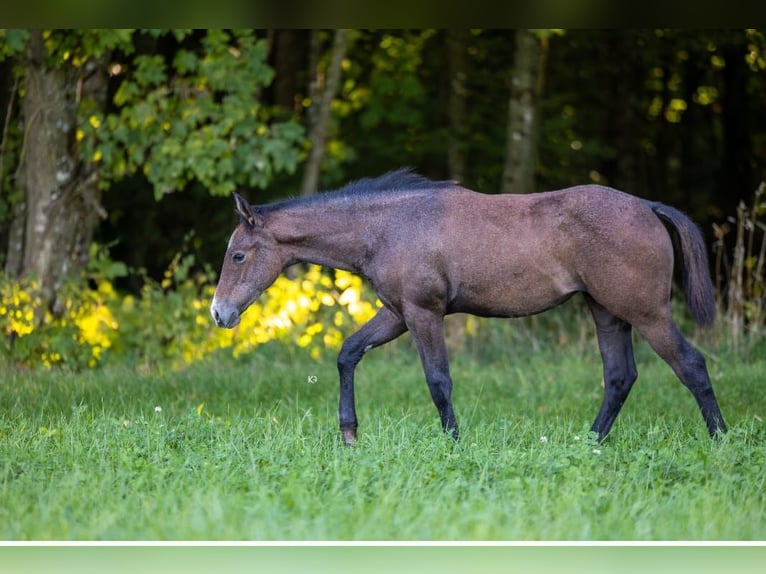 American Quarter Horse Giumenta 1 Anno 150 cm Grigio in Pram