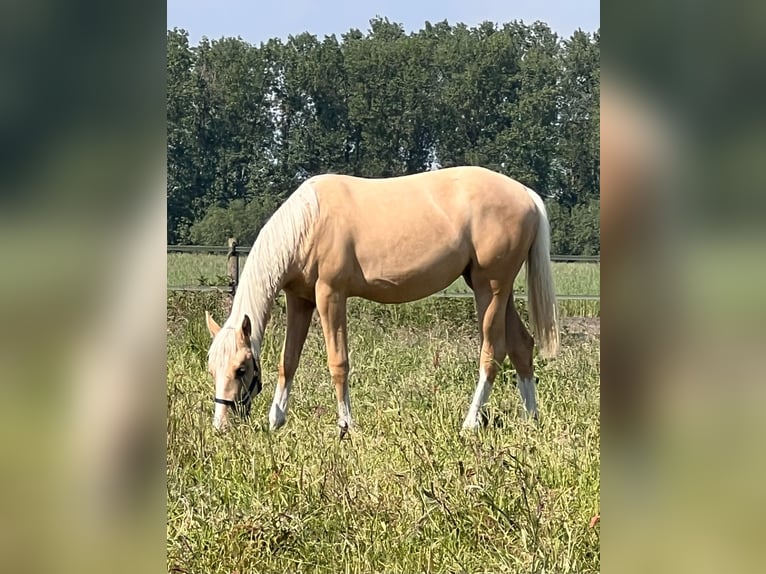 American Quarter Horse Giumenta 1 Anno 150 cm Palomino in Diepenau