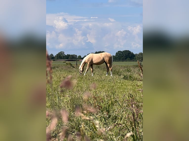 American Quarter Horse Giumenta 1 Anno 150 cm Palomino in Diepenau