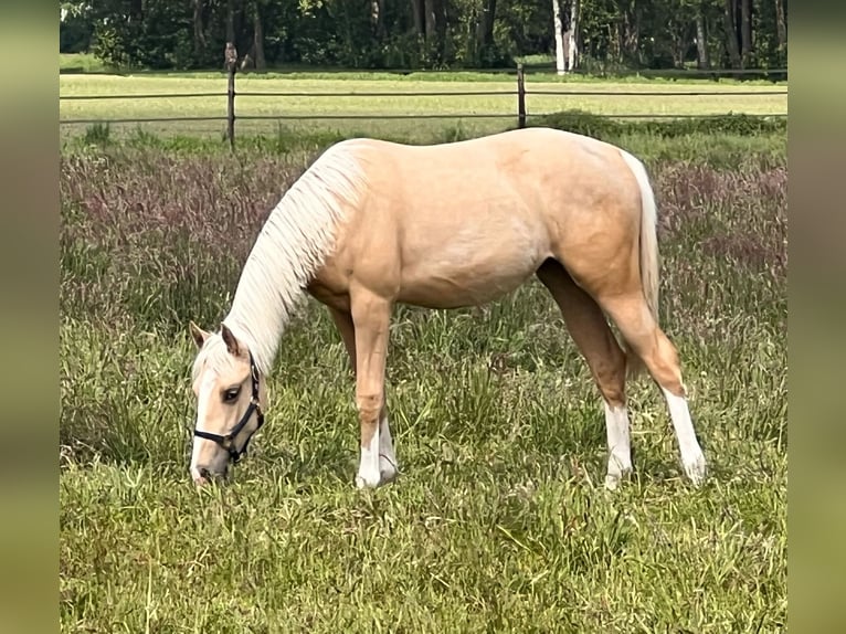 American Quarter Horse Giumenta 1 Anno 150 cm Palomino in Diepenau