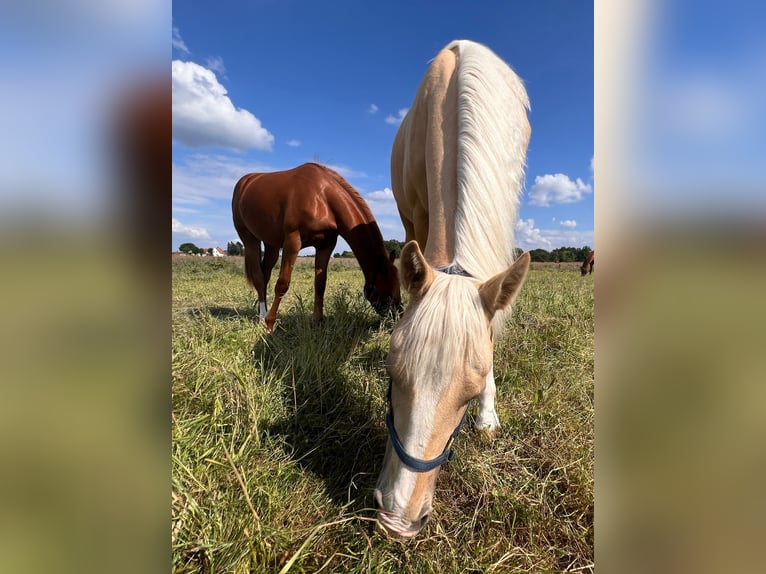 American Quarter Horse Giumenta 1 Anno 150 cm Palomino in Diepenau