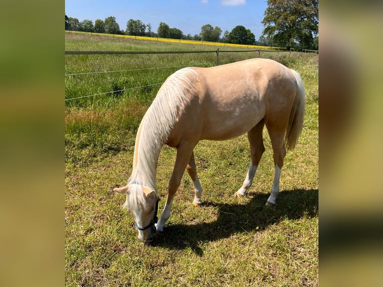 American Quarter Horse Giumenta 1 Anno 150 cm Palomino in Diepenau