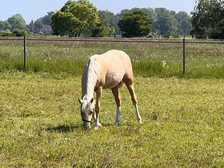 American Quarter Horse Giumenta 1 Anno 150 cm Palomino in Diepenau