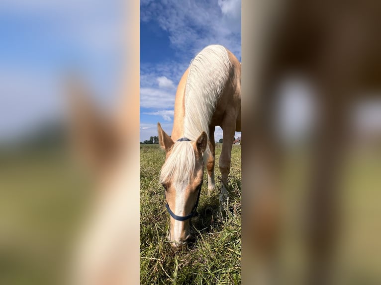 American Quarter Horse Giumenta 1 Anno 150 cm Palomino in Diepenau