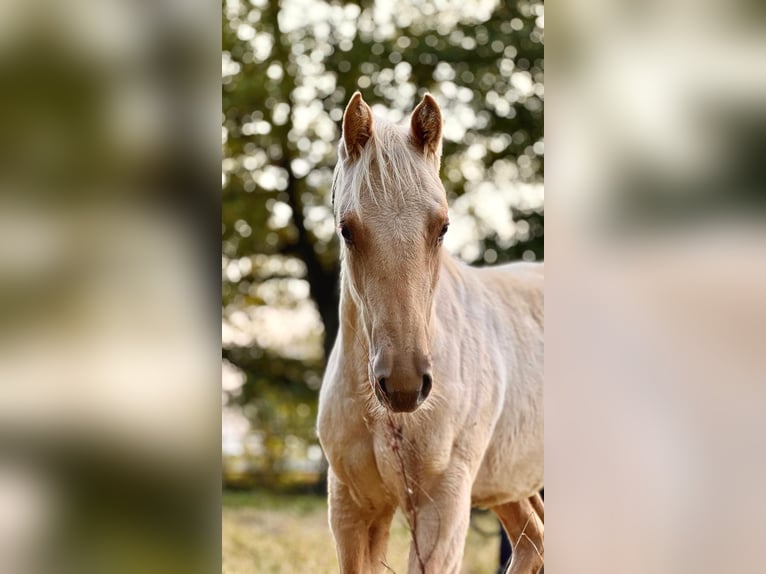 American Quarter Horse Giumenta 1 Anno 150 cm Palomino in Ludwigslust