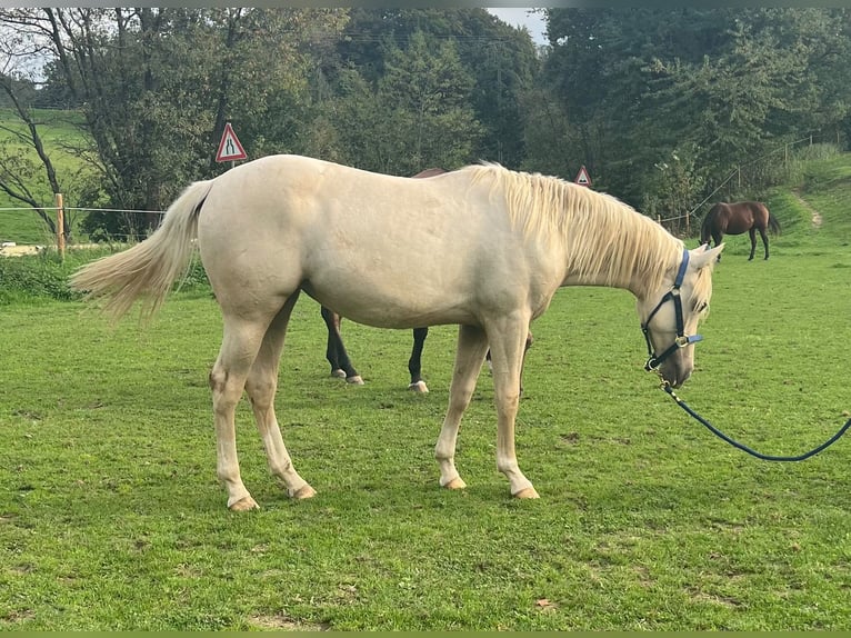 American Quarter Horse Giumenta 1 Anno 150 cm Palomino in Kürten