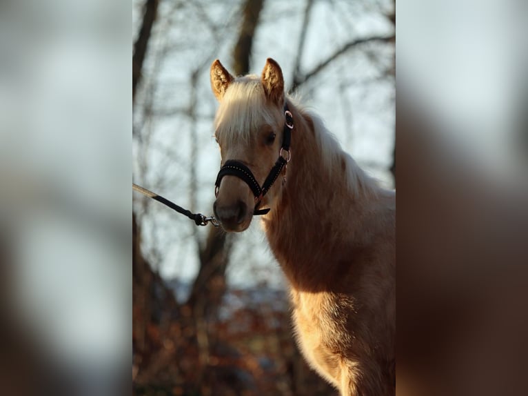 American Quarter Horse Giumenta 1 Anno 150 cm Palomino in Hellenthal