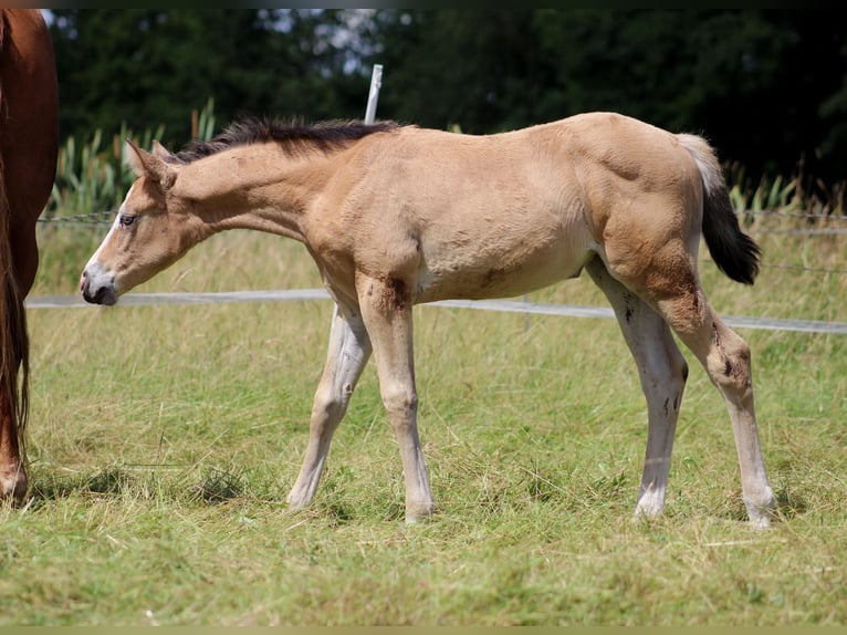 American Quarter Horse Giumenta 1 Anno 150 cm Pelle di daino in Stade