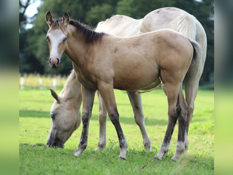 American Quarter Horse Giumenta 1 Anno 150 cm Pelle di daino in Stade