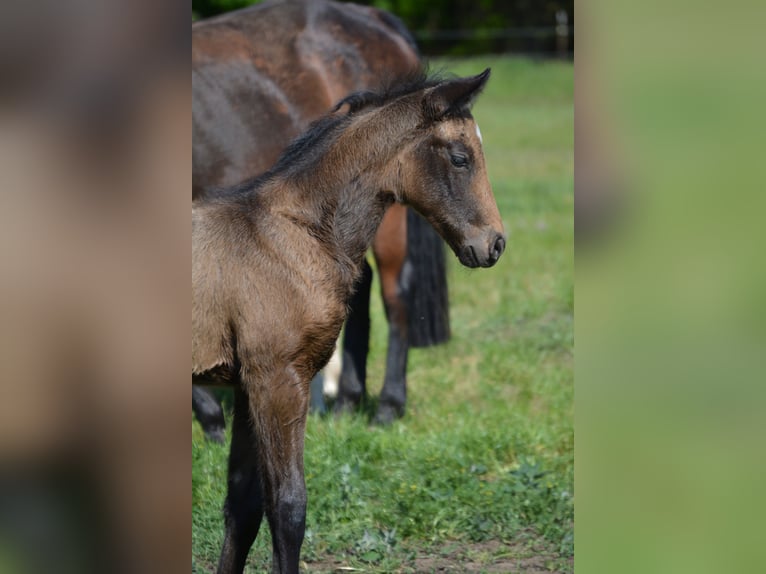 American Quarter Horse Giumenta 1 Anno 150 cm Pelle di daino in Wusterhausen (Dosse)
