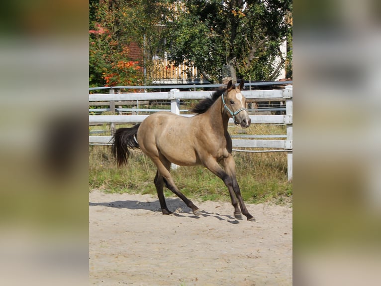 American Quarter Horse Giumenta 1 Anno 150 cm Pelle di daino in Celle