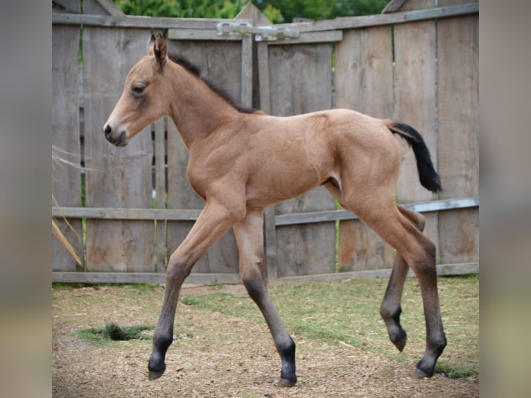 American Quarter Horse Giumenta 1 Anno 150 cm Pelle di daino in Weiden