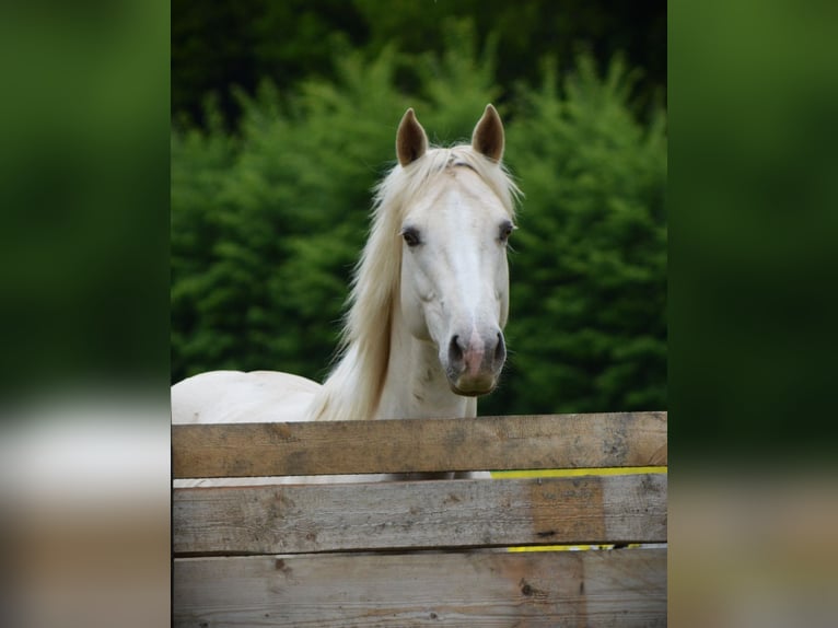 American Quarter Horse Giumenta 1 Anno 150 cm Pelle di daino in Weiden