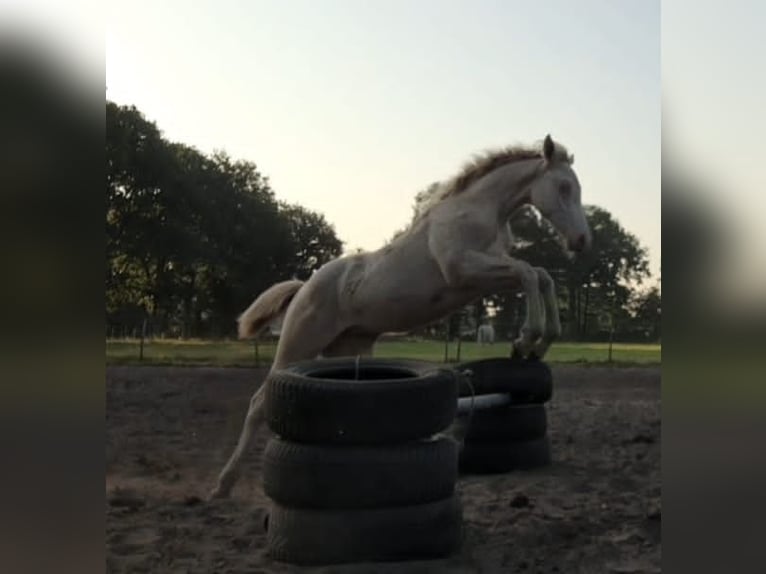 American Quarter Horse Mix Giumenta 1 Anno 150 cm Perlino in Groesbeek