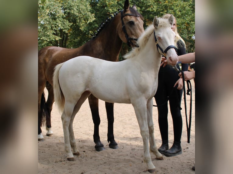 American Quarter Horse Mix Giumenta 1 Anno 150 cm Perlino in Groesbeek
