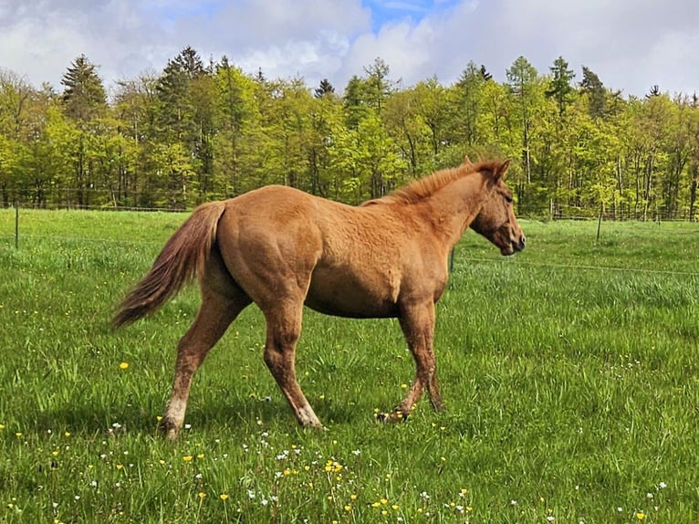 American Quarter Horse Giumenta 1 Anno 150 cm Red dun in Weilmünster