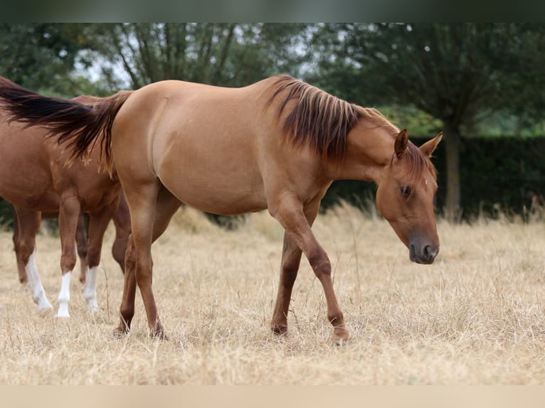 American Quarter Horse Giumenta 1 Anno 150 cm Red dun in Nieuwrode