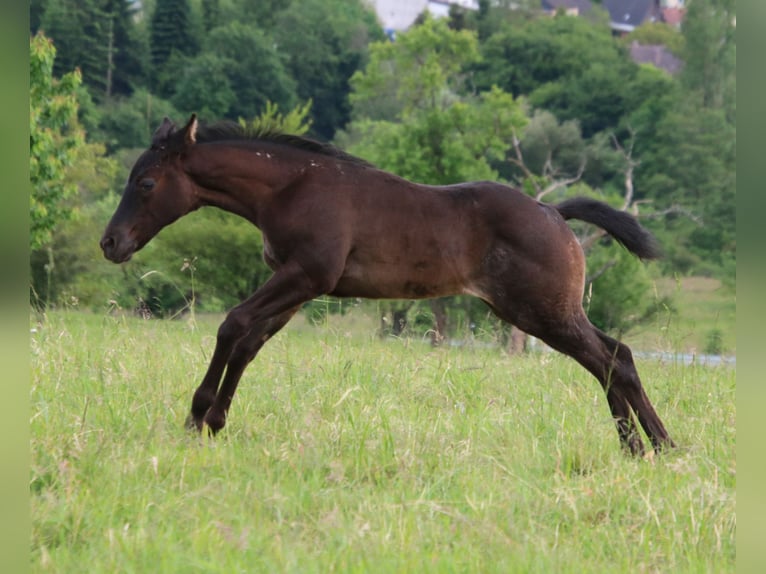 American Quarter Horse Giumenta 1 Anno 150 cm Roano blu in Breitenbach