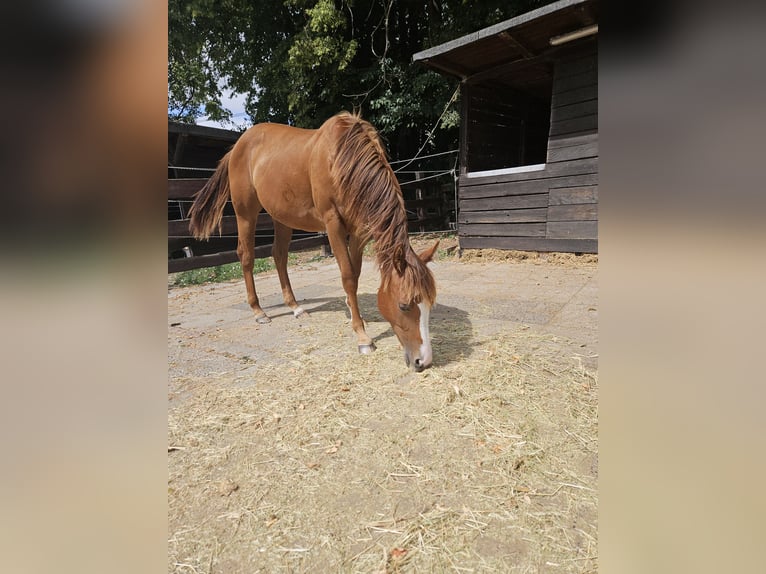 American Quarter Horse Giumenta 1 Anno 150 cm Sauro in Bergkamen