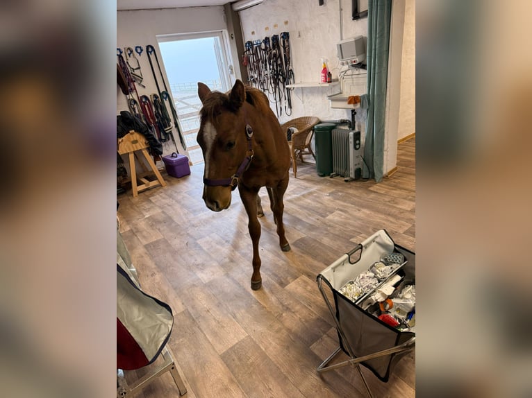 American Quarter Horse Giumenta 1 Anno 150 cm Sauro in Schönberg