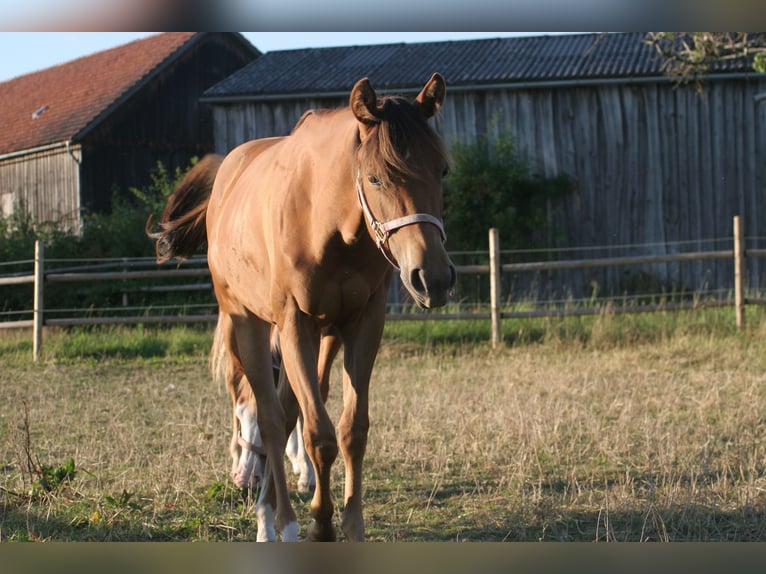 American Quarter Horse Giumenta 1 Anno 150 cm Sauro in Kemnath