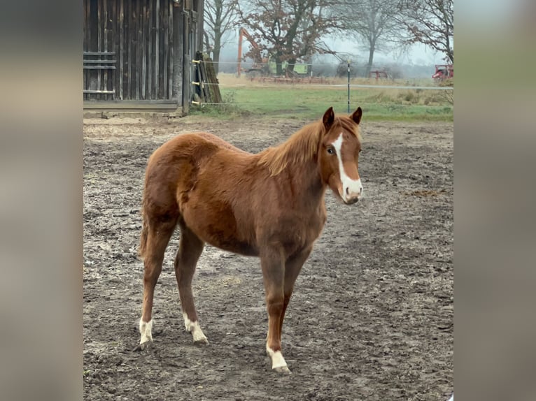 American Quarter Horse Giumenta 1 Anno 150 cm Sauro scuro in Neustadt am Rübenberge