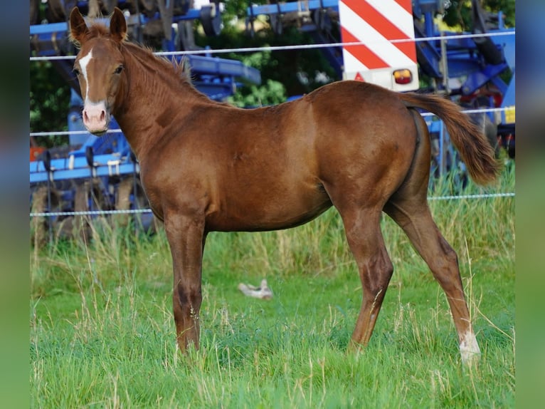 American Quarter Horse Giumenta 1 Anno 150 cm Sauro scuro in Neustadt am Rübenberge