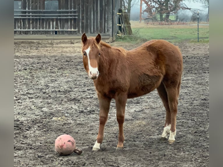 American Quarter Horse Giumenta 1 Anno 150 cm Sauro scuro in Neustadt am Rübenberge