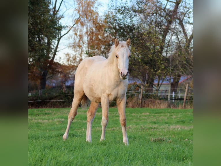 American Quarter Horse Giumenta 1 Anno 151 cm Palomino in Stade