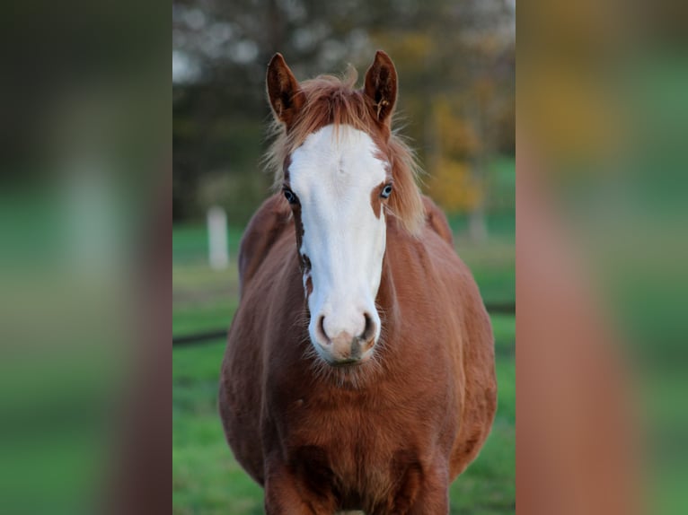 American Quarter Horse Giumenta 1 Anno 151 cm Sauro in Stade