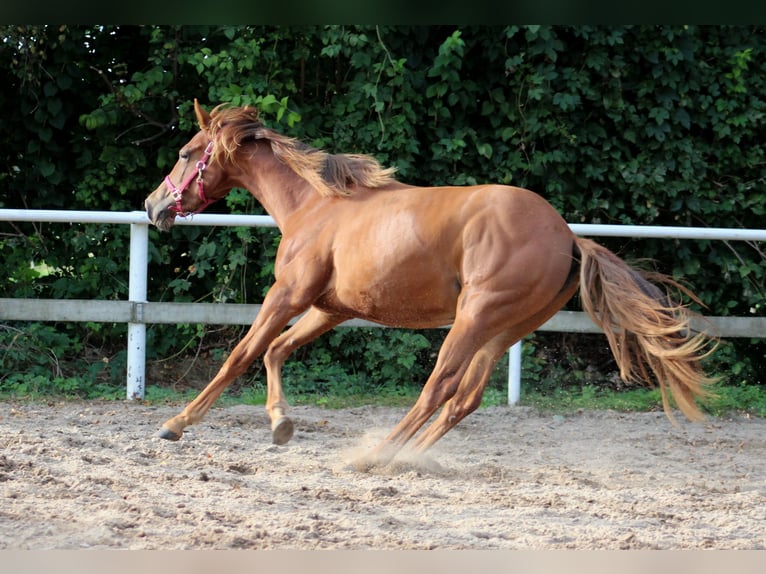 American Quarter Horse Giumenta 1 Anno 151 cm Sauro scuro in Stade