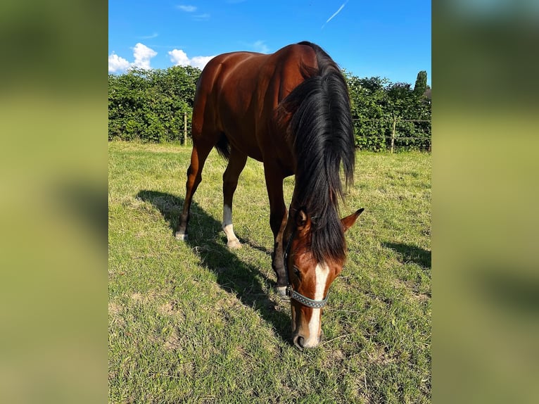 American Quarter Horse Mix Giumenta 1 Anno 152 cm Baio in Heinsberg