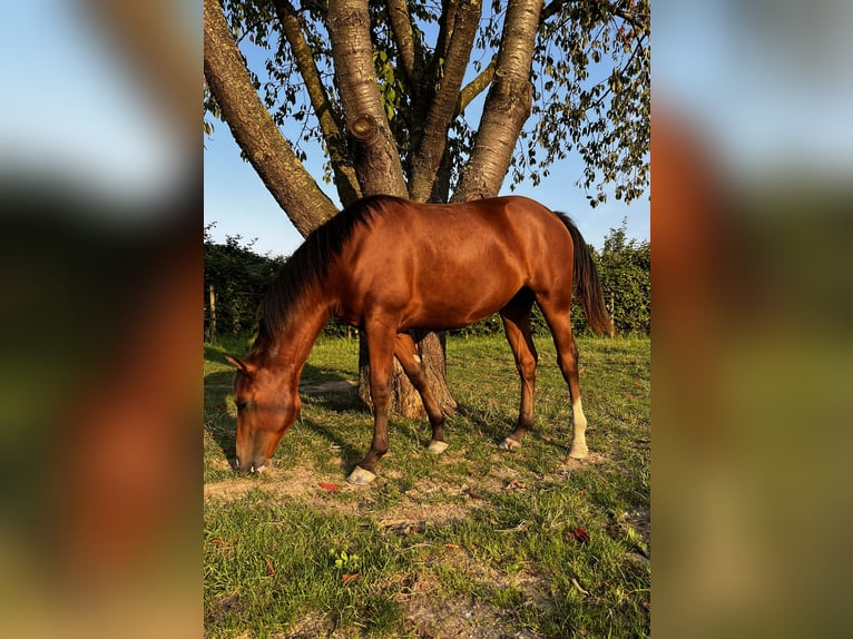 American Quarter Horse Mix Giumenta 1 Anno 152 cm Baio in Heinsberg